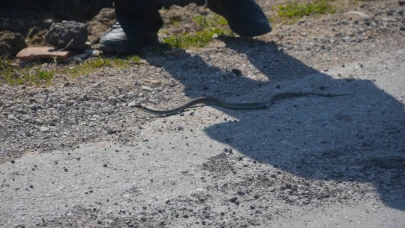 Sinop'ta hava ısındı, yılanlar ortaya çıkmaya başladı