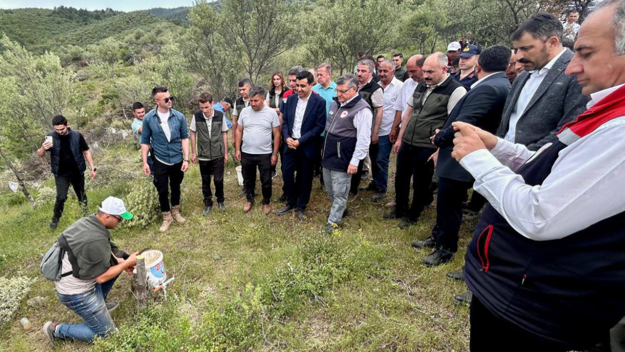 Sinop’ta Delice zeytinleri aşılanarak ekonomiye kazandırılıyor