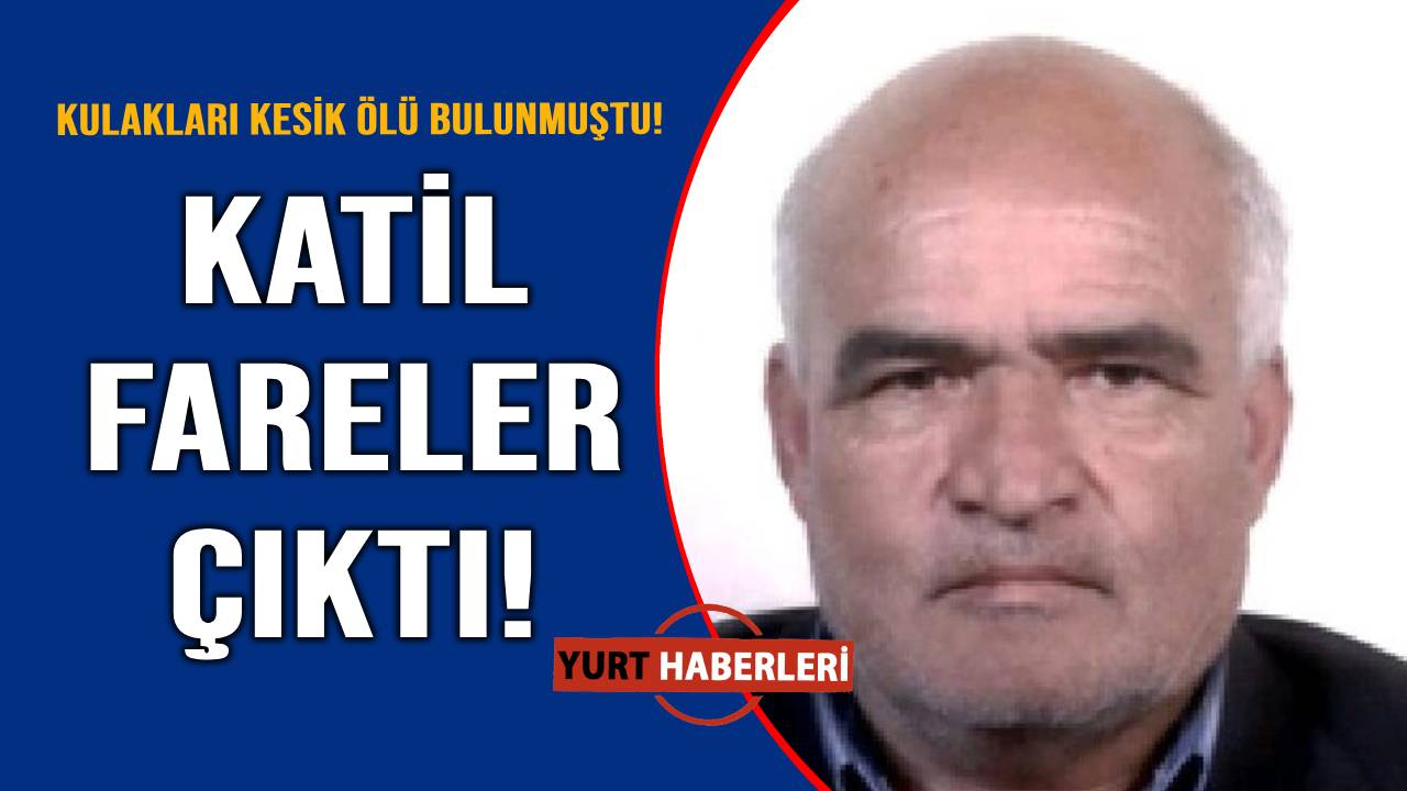 Kesik kulak olayında katil fareler çıktı