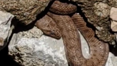 Yürüyüş yolundaki yılan esnafı korkuttu