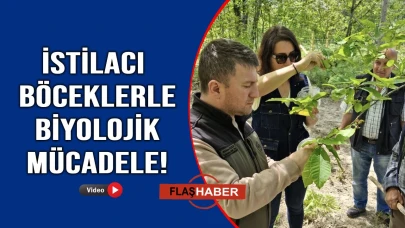 Sinop'ta gal arısına, 'avcı böcekler' ile savaş açıldı