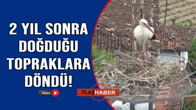 Sinop'ta bir geri dönüş hikayesi