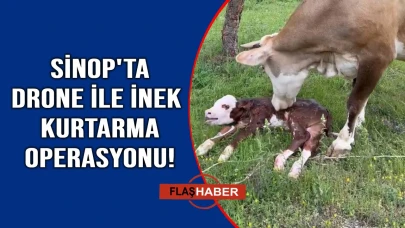 Sinop’ta kayıp inek drone ile bulundu