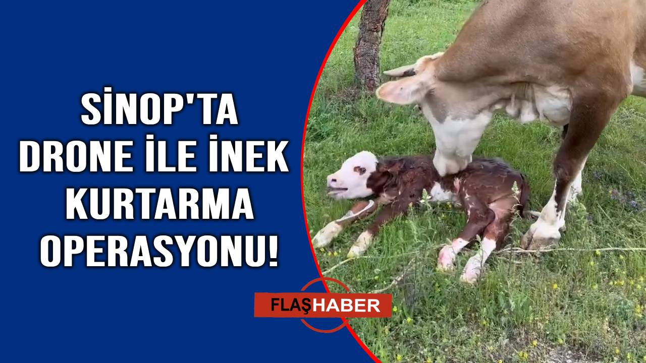 Sinop’ta kayıp inek drone ile bulundu
