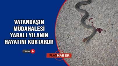 Sinop'ta duyarlı vatandaş yolun ortasında ölümü bekleyen yılanı kurtardı