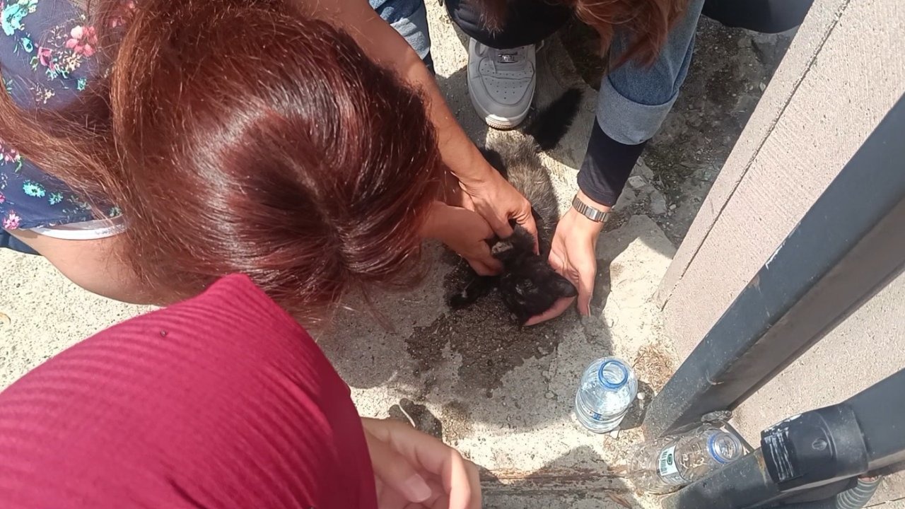Aracın çarptığı yavru kedi, üniversite öğrencilerinin kalp masajıyla hayata döndü