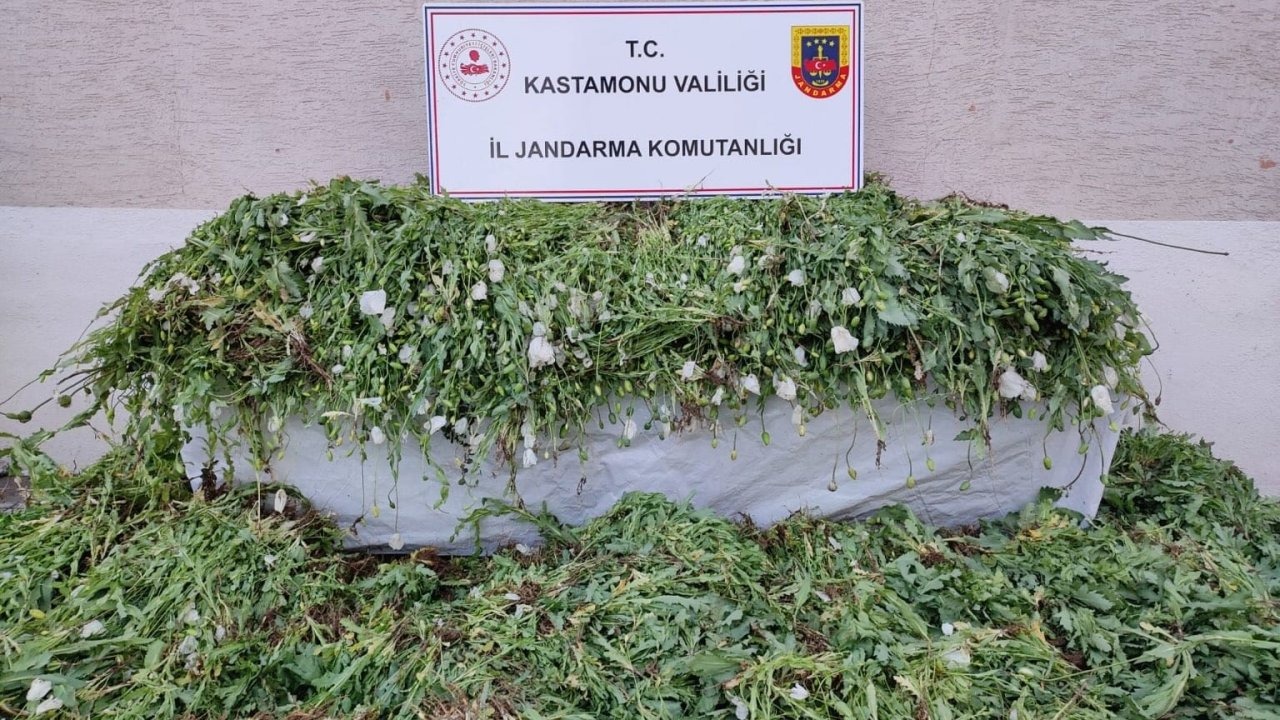 Kastamonu’da 120 bin kök haşhaş ele geçirildi
