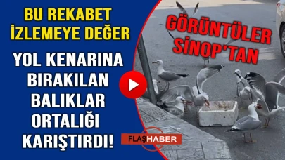 Balık kasası martıların savaş alanına döndü