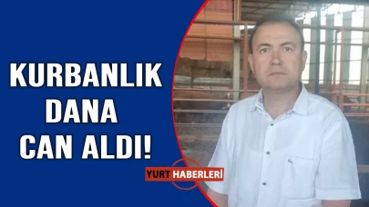 Sattığı kurbanlık dananın fotoğrafını çekerken canından oldu