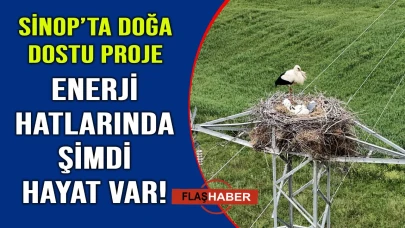 Leylekler artık Sinop’ta daha güvende