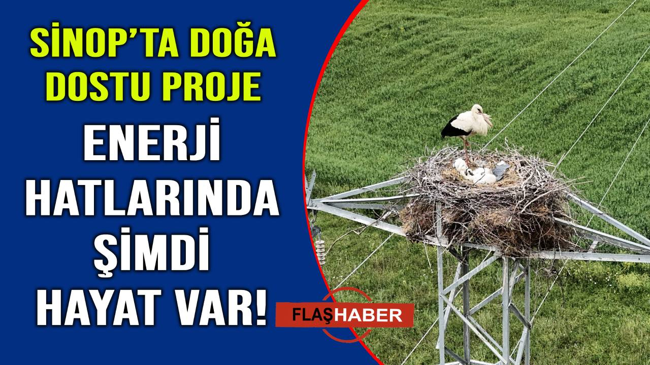 Leylekler artık Sinop’ta daha güvende