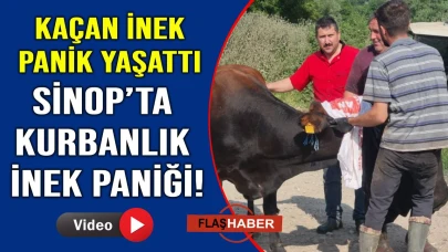 Sinop'ta kurbanlık kasabın elinden kaçtı, köyde kısa süreli panik yaşandı