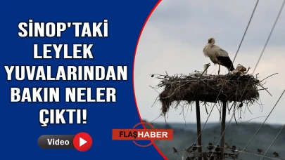Sinop'ta plastik atıklar yavru leylekleri de tehdit ediyor