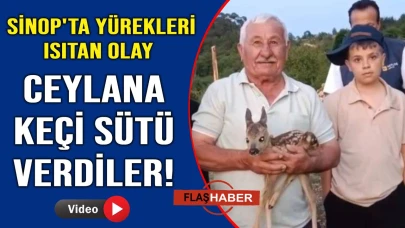 Sinop'ta şefkat dolu olay! Ormanda yalnız bulduğu ceylana yüreğini açtı