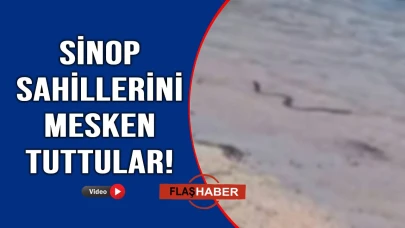 Bu kez Hamsilos'ta görüldü