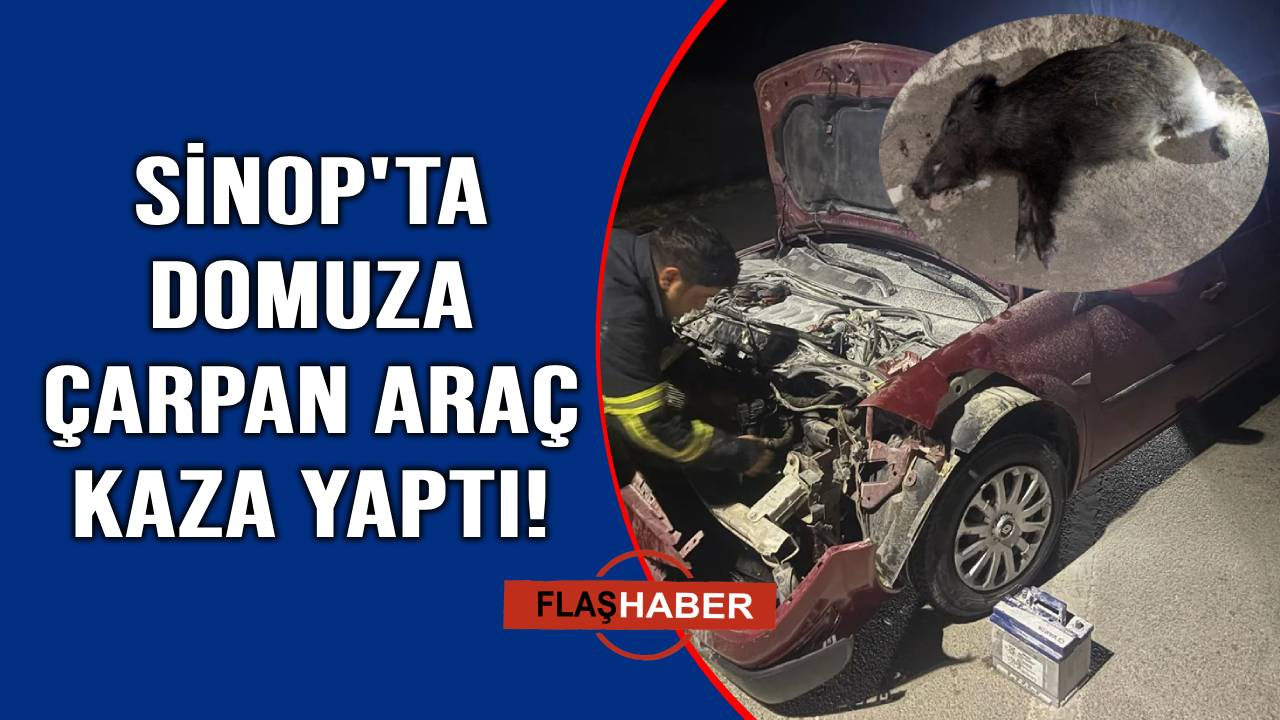 Yola fırlayan domuza otomobil çarptı: 2 yaralı