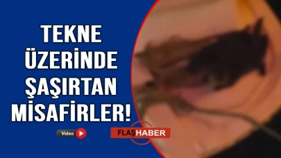 Objektiflere yakalandılar
