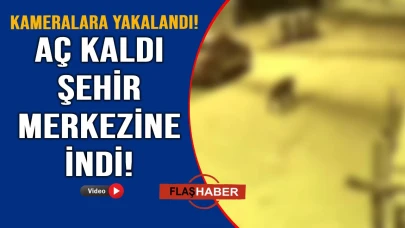 Görenler gözlerine inanamadı