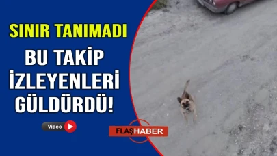Sinop'ta dron gören köpek deliye döndü