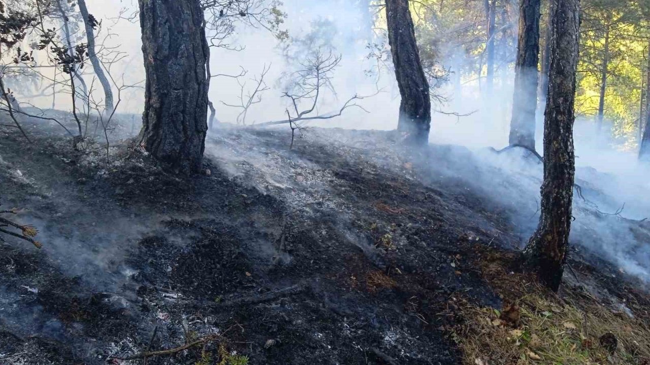 Bolu’da örtü yangını: 1 hektar zarar gördü