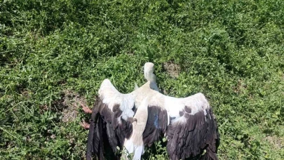 Yonca tarlasında yaralı leylek bulundu