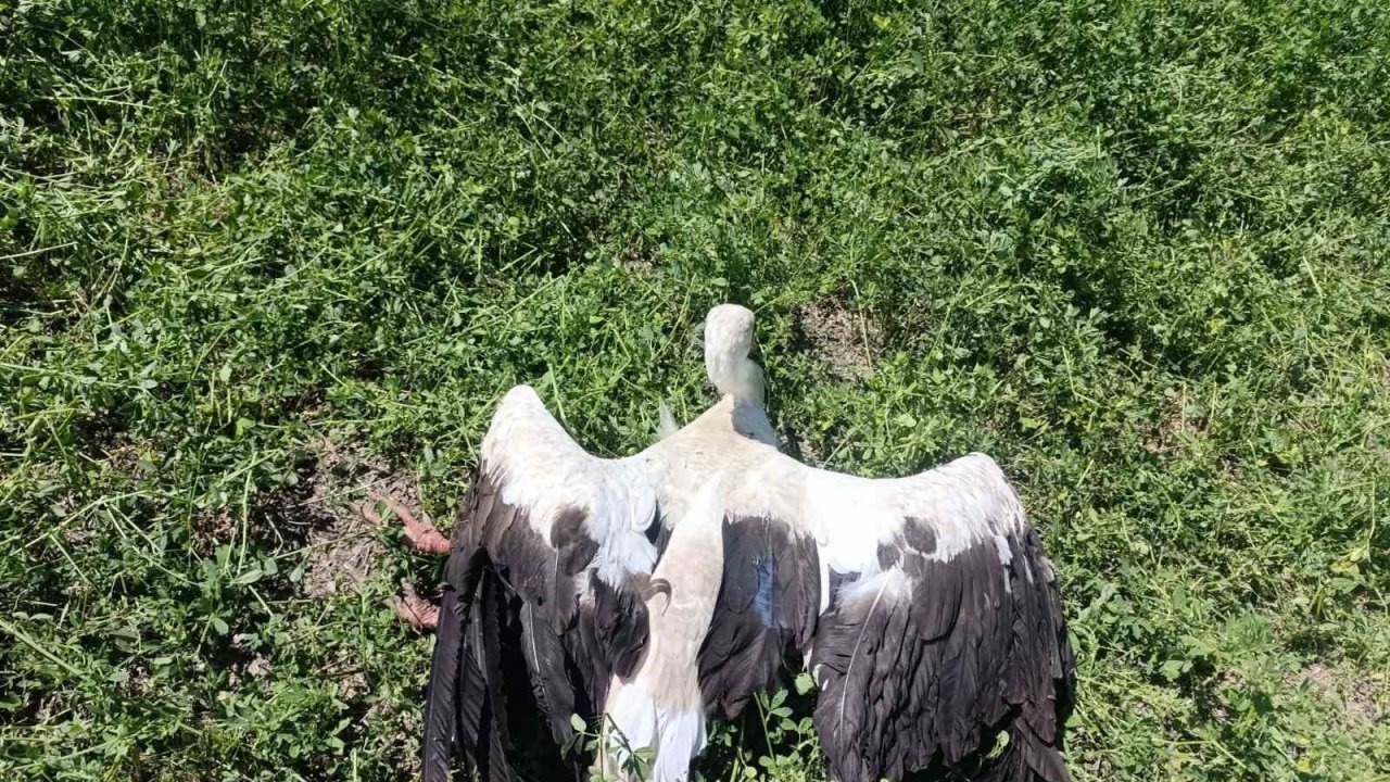 Yonca tarlasında yaralı leylek bulundu