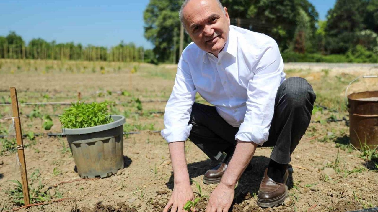 Ata tohumları toprakla buluştu