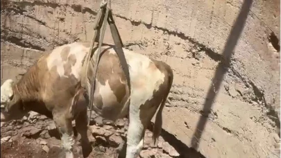 Gaziantep’te çukura düşen görme engelli dana kurtarıldı