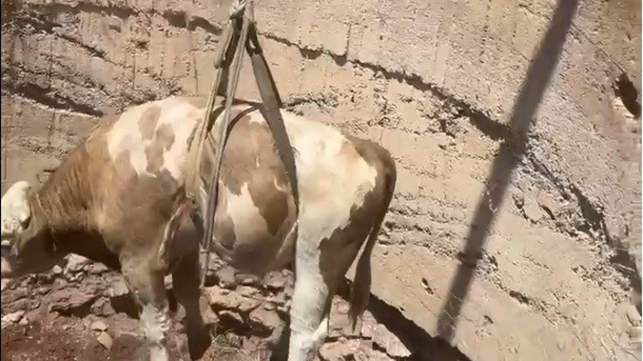 Gaziantep’te çukura düşen görme engelli dana kurtarıldı