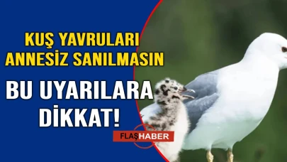 Sinop’ta “Her Yavru Yardıma Muhtaç Değildir” uyarısı