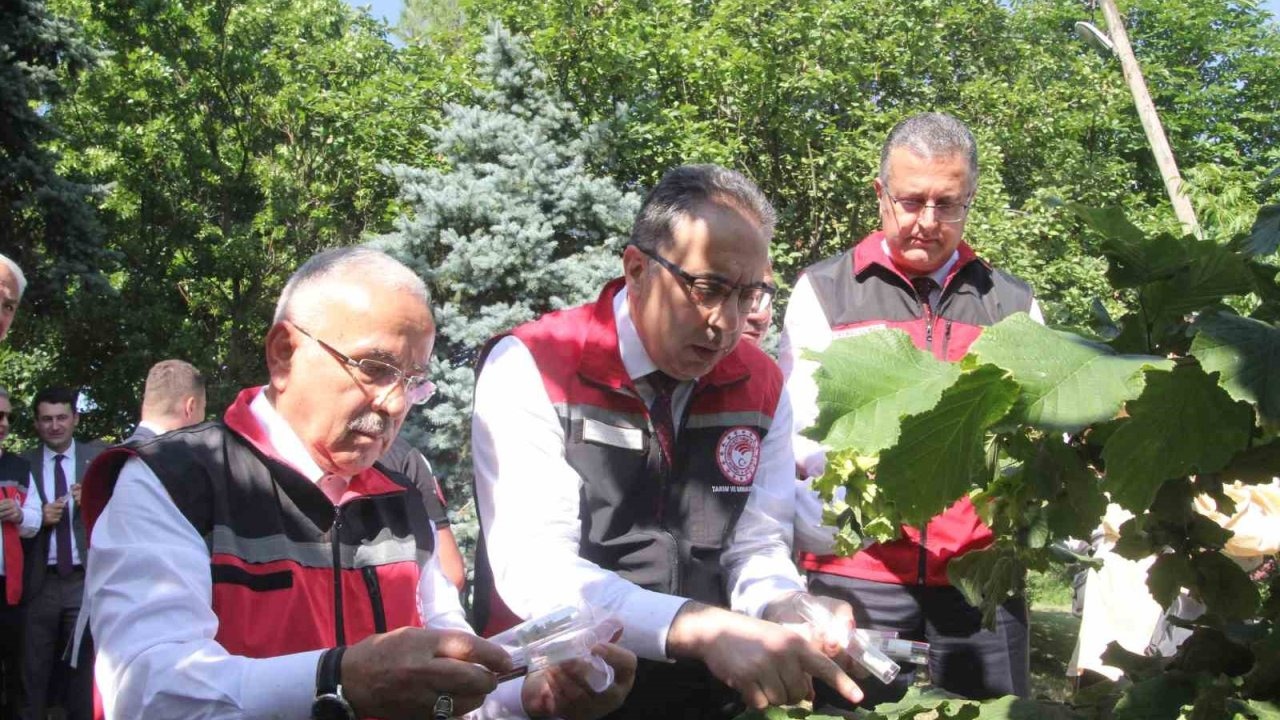 Türkiye’de kahverengi kokarcaya karşı 1 milyondan fazla samuray arısı salınımı yapılacak