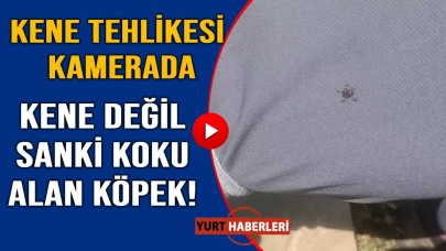 "Keneler, köpekler gibi koku alıp üzerimize geliyor" dedi, o anları kayıt altına aldı