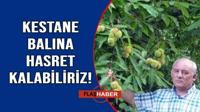 Sinop'ta kestane ve bal üretimi alarm veriyor