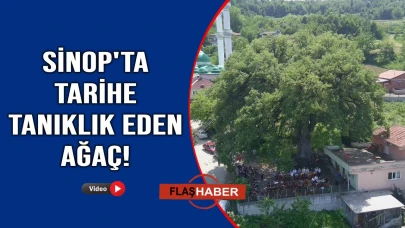Sinop'ta asırlık meşe ağacı gölgesinde nesilleri buluşturuyor