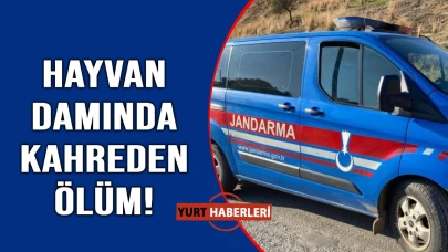 Hayvan damında şok edici görüntü