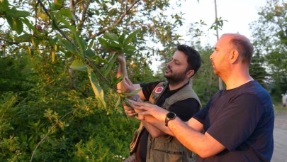 Kestane ağaçlarını kurutan gal arısıyla mücadele sürüyor: Kestane balında verimin artması bekleniyor