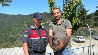 Kastamonu’da yaralı halde bulunan karabatak ve karga yeniden doğaya salındı