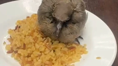 Bitkin düşen kuşu esnaf yemek ve suyla besledi