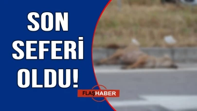 Piliç sevdası canından etti