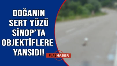 Bir canlının sonu, diğerinin besini oldu