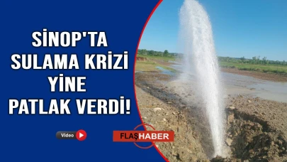 Sinop'ta çeltik üreticisinin kabusu devam ediyor