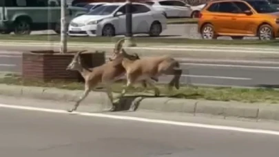 Dağların eşsiz tırmanıcıları yolunu şaşırıp kent merkezine indi