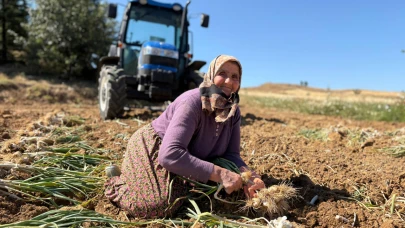 Beyaz altında hasat zamanı başladı