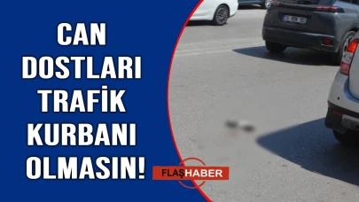Hayvanserverler uyardı ''Dikkatli olun''