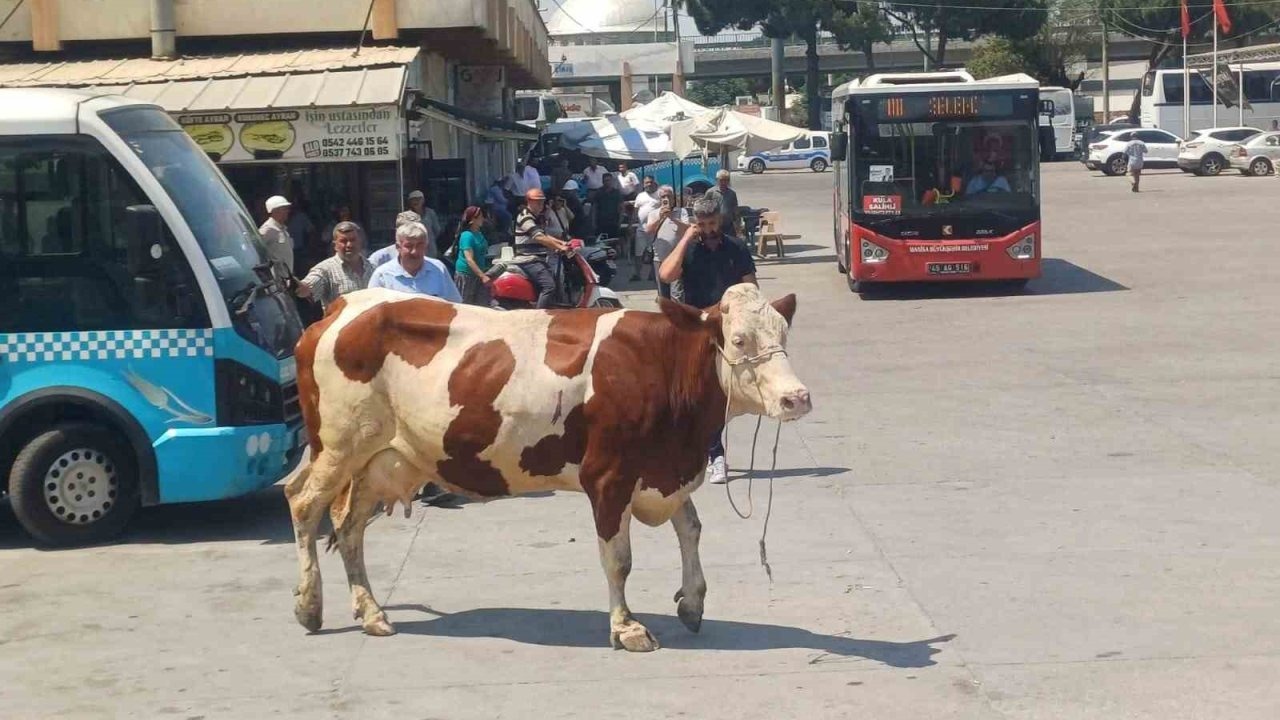 Manisa’da mezbahadan kaçan inek ortalığı birbirine kattı