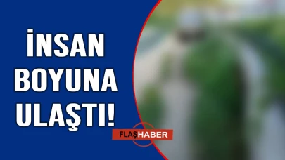Burada temizlik şart