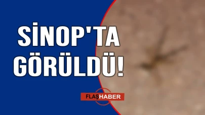 Sinop'ta "sarıkız" paniği