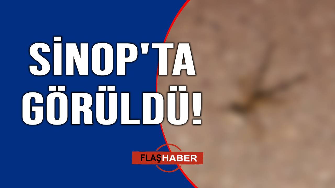 Sinop'ta "sarıkız" paniği