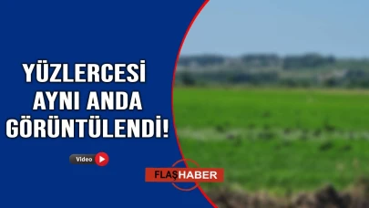 Nesli tükenmekteydi, Sinop’ta sürüler halinde görüldü!
