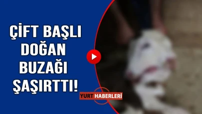 Görenleri hayrete düşürdü